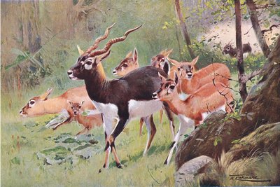 Antilope nera, da Wildlife of the World pubblicato da Frederick Warne & Co, c.1900 da Wilhelm Kuhnert